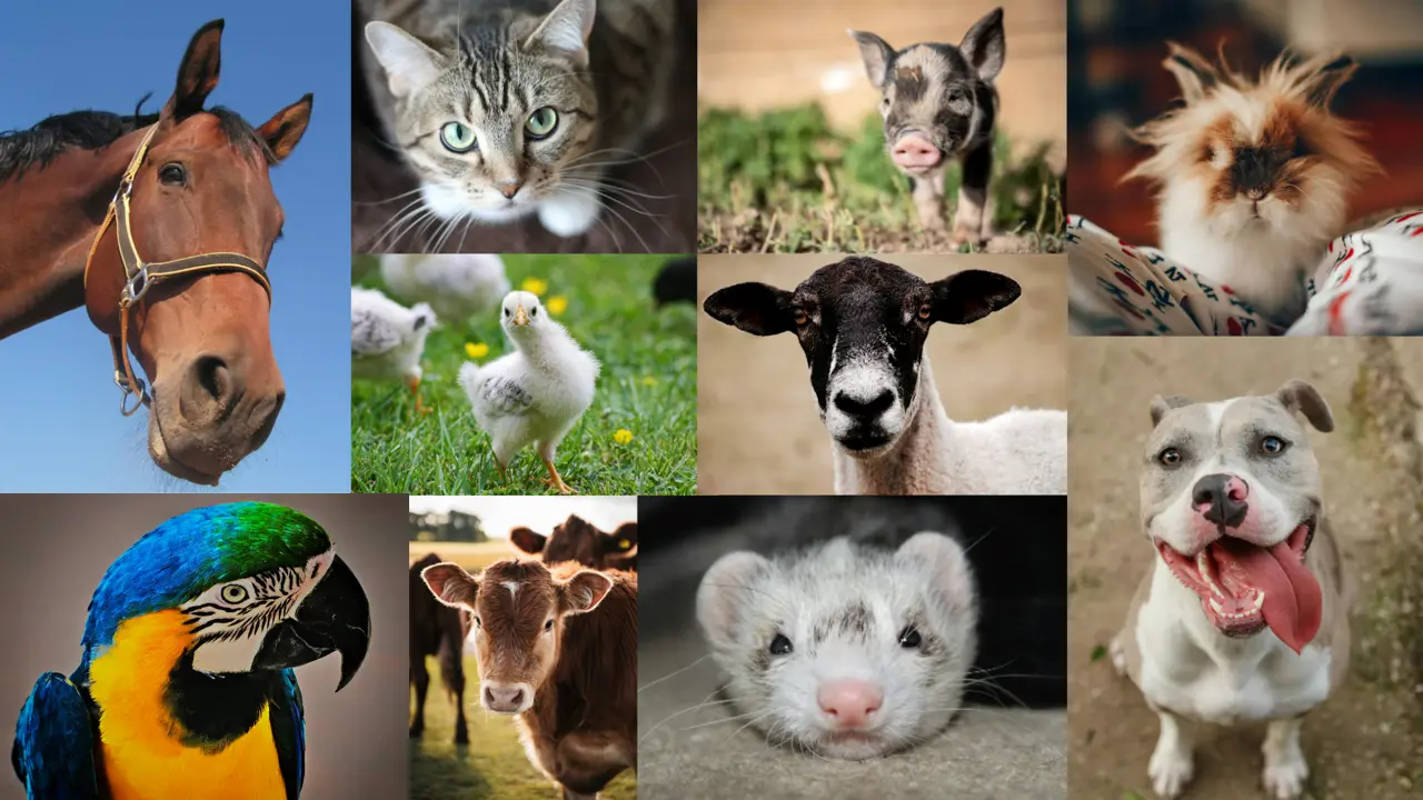 Animal collage